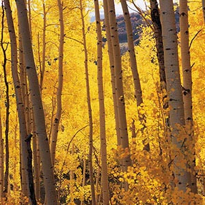 Trees Canvas Prints