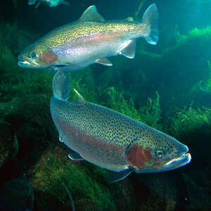 Trout Canvas Artwork
