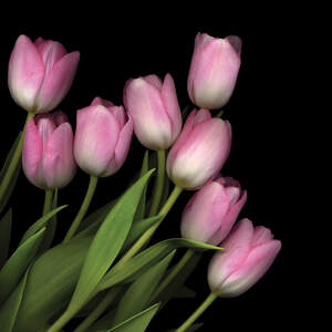 Tulips Canvas Prints