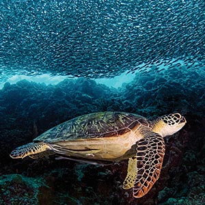Turtles Canvas Prints