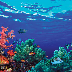 Underwater Canvas Art