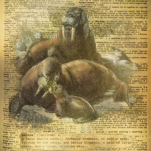 Walruses Canvas Art Prints