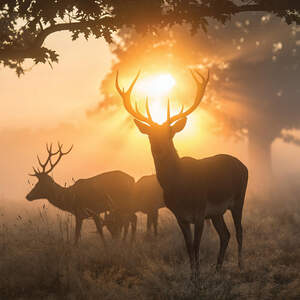 Wildlife Art Prints