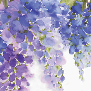 Wisterias Canvas Art Prints