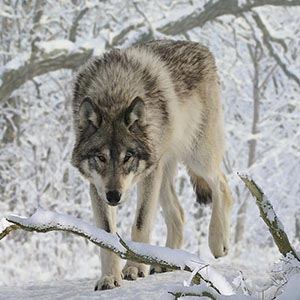 Wolves Canvas Art Prints